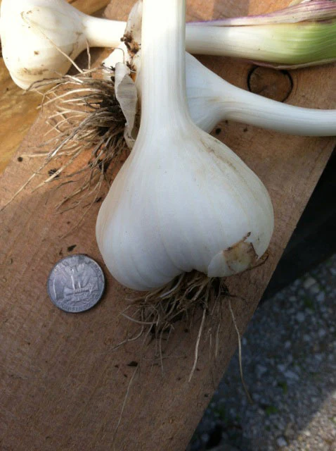music garlic